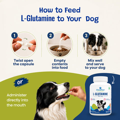 How to feed L-Glutamine to your dog 
