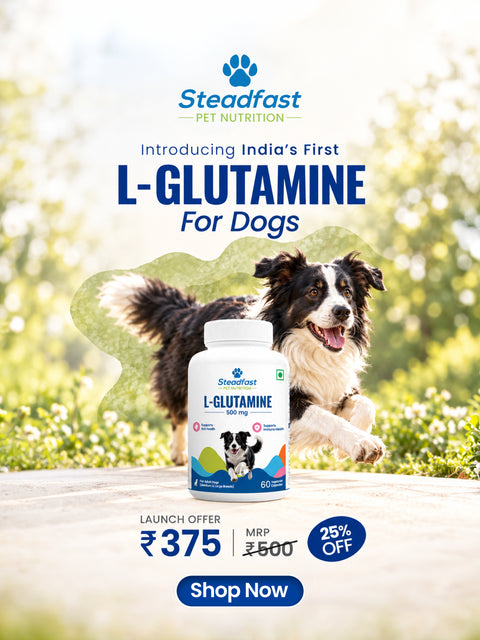 L-Glutamine for Dogs 