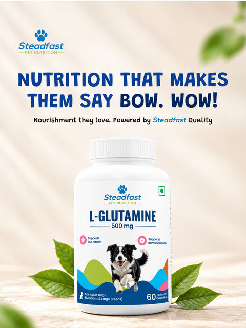 L-Glutamine 