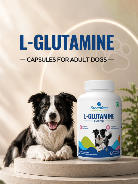 L-Glutamine Capsules for adult doges 