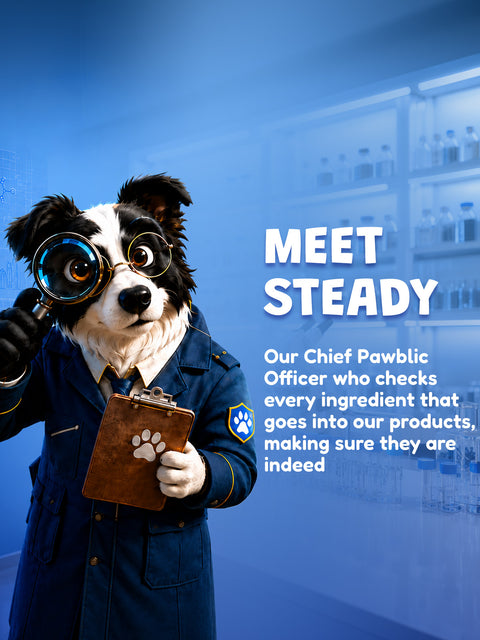 Meet Steady - Our chief pawblic officer 