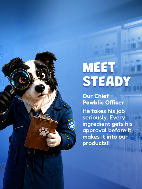 Meet Steady - Our chief pawblic officer 
