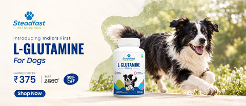 L-Glutamine for Dogs 