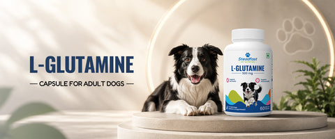 L-Glutamine - Capsule for adult dogs 