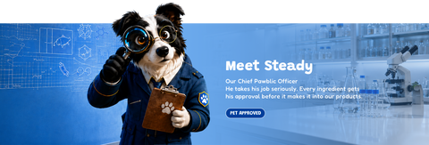 Meet Steady 