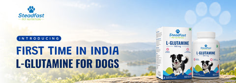 First time in India L-Glutamine for Dogs 