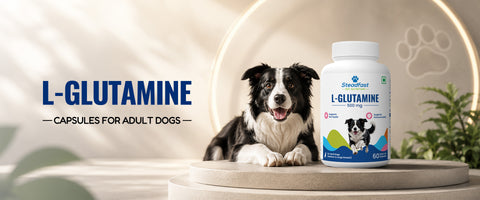 L-Glutamine 