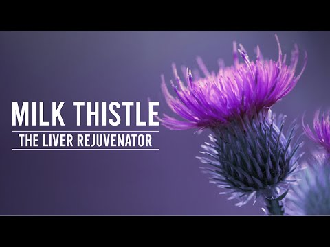 MILK THISTLE